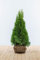 Lebensbaum/Thuja Occidentalis Smaragd/Hecke/Sträucher/Höhe 60-225cm auswählbar (80-100cm)