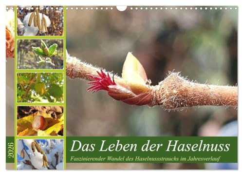 Das Leben der Haselnuss (Wandkalender 2026 DIN A3 quer), CALVENDO Monatskalender: Faszinierende Bilder der gemeinen Haselnuss im Jahresverlauf (CALVENDO Natur)
