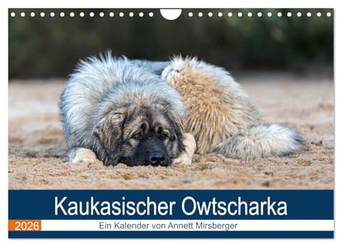 Kaukasischer Owtscharka (Wandkalender 2026 DIN A4 quer), CALVENDO Monatskalender: Ihre Aufgabe ist die Bewachung von Haus und Hof und z.B. Schafherden (CALVENDO Tiere)