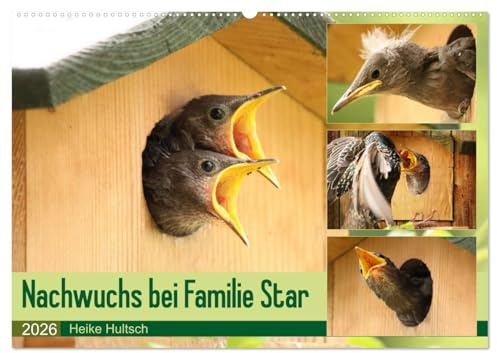 Nachwuchs bei Familie Star (Wandkalender 2026 DIN A2 quer), CALVENDO Monatskalender: Brutzeit der Stare (CALVENDO Tiere)