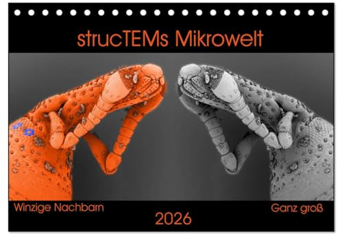 strucTEMs Mikrowelt - Winzige Nachbarn ganz groß (Tischkalender 2026 DIN A5 quer), CALVENDO Monatskalender: Coole Mikroskopie-Reise zu winzigen Nachbarn (CALVENDO Wissenschaft)