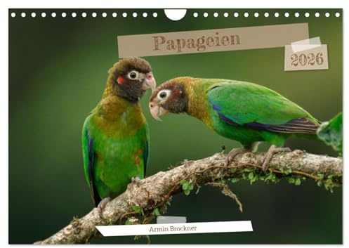 Papageien (Wandkalender 2026 DIN A4 quer), CALVENDO Monatskalender: Die schönsten Vögel der Welt (CALVENDO Tiere)