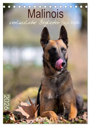 Malinois verlässliche Begleiter (Tischkalender 2026 DIN A5 hoch), CALVENDO Monatskalender: Malinois, die sensiblen und treuen aber auch fordernde ... mit viel Potenzial. (CALVENDO Tiere)