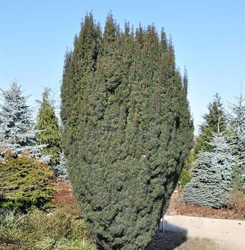 Schlanke Säulen Eibe Litfaß 30-40cm - Taxus baccata - Gartenpflanze