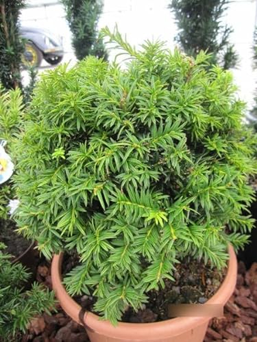 Taxus baccata Golden Nugget Kugel - Goldeibe Kugel - 25-30