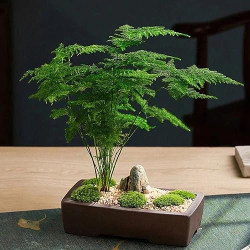 80 pcs Asparagus Fern Seeds, gartensamen urban gardening zimmerbonsai bonsai Asparagus Setaceus, Zierspargel, gartensamen bonsai samen gewächshaus balkon blumenwiese samen mehrjährig