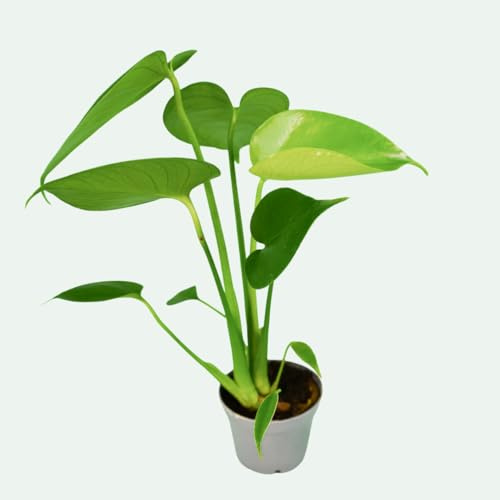 Monstera deliciosa (Fensterblatt) – kleine, pflegeleichte Zimmerpflanze – kompakt & dekorativ – Topf Ø 7 cm, ca. 25 cm hoch