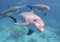Delfine 2023: Der offizielle Dolphin Watch Alliance Kalender