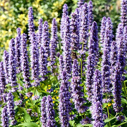 Semillas de menta Hummingbird - Agastache mexicana