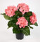 Hortensienbusch Deluxe 42cm rosa-pink im Topf LM Kunstpflanzen Kunstblumen künstliche Pflanzen Blumen Hortensie