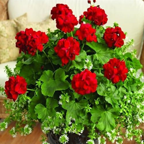 kiskick 100 Unids Semillas de Pelargonium Geranio Jardín de Flores Balcón Bonsai Maceta Planta Decoración semillas para plantar verduras y frutas Rojo Semillas de geranio