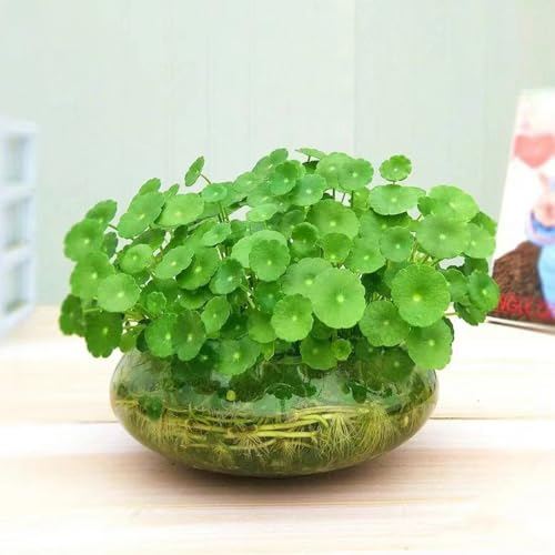 300 pcs wassernabel aquarium samen, Hydrocotyle vulgaris, ostern geschenke, garten pflanzen wassernabel pflanze samen nachhaltige geschenke, geschenke für gartenfreunde pflanzensamen,