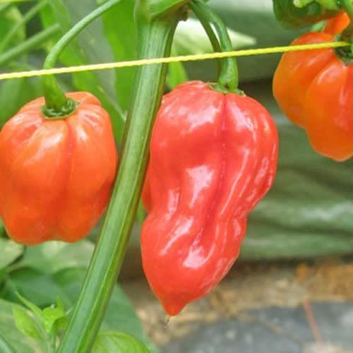 Semillas de Chile Habanero Caribeños Rojo - Aji Semillas de Chili Muy Picante Carribean Red