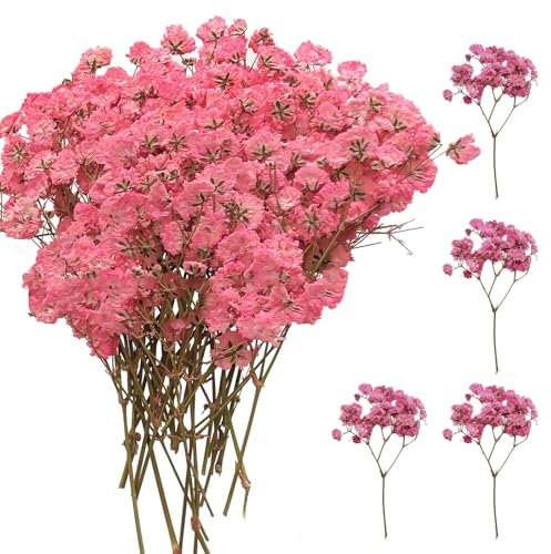 SURALIN Lot de 50 Gypsophiles Roses Séché, Véritables Fleurs Naturelles Pressées à Sec, Fleurs Séchées Art Gypsophile Bricolage, Fabrication de Cartes de Mariage