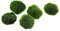 Marimo (2-3 cm) - Alga Palla Cladophora Aegagropila Muschio con Certificazione, Decorazione Naturale per Acquari, Terrari e Bomboniere - Spedizione sigillata 100% umidità (1 pezzo)