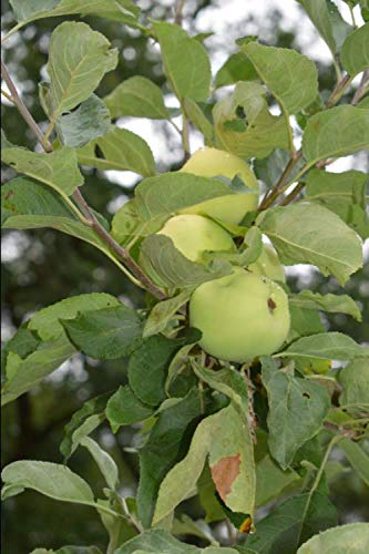 Mein Garten: Apfelbaum mit Äpfeln: Notizbuch