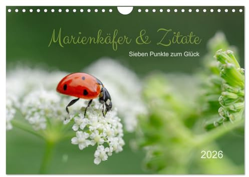 Marienkäfer & Zitate - Sieben Punkte zum Glück (Wandkalender 2026 DIN A4 quer), CALVENDO Monatskalender: Glückskäfer-Kalender: Zitate und Fotos (CALVENDO Tiere)
