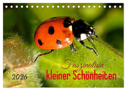 Faszination kleiner Schönheiten (Tischkalender 2026 DIN A5 quer), CALVENDO Monatskalender: Traumhafte Makro-Aufnahmen bunter Insekten und Blumen (CALVENDO Tiere)