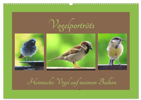 Vogelporträts - Heimische Vögel auf meinem Balkon (Wandkalender 2026 DIN A2 quer), CALVENDO Monatskalender: Freuen Sie sich über die kleinen Vogelgesellen aus Ihrem Garten (CALVENDO Tiere)