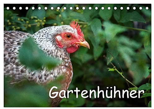 Gartenhühner (Tischkalender 2026 DIN A5 quer), CALVENDO Monatskalender: Portraits von glücklichen Hühnern (CALVENDO Tiere)
