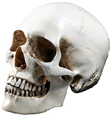 Halloween-Lebensgröße, menschlicher Schädel-Modell- , 1:1 aussehende Totenköpfe, Skelettkopf für Halloween, Bar, Zuhause, Tischdekoration