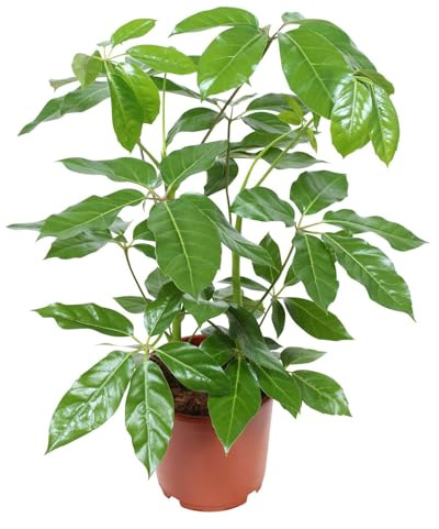 Schefflera actinophylla 'Amate', Topf-Ø 24 cm, Höhe ca. 85 cm