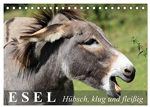 Esel - hübsch, klug und fleißig (Tischkalender 2025 DIN A5 quer), CALVENDO Monatskalender: Hübsche Sturköpfe im grauen Kuschelfell (CALVENDO Tiere)