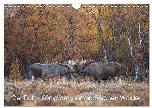 Der Elch - König der skandinavischen Wälder (Wandkalender 2026 DIN A4 quer), CALVENDO Monatskalender: Der Elch ist der König in den skandinavischen Wäldern (CALVENDO Tiere)
