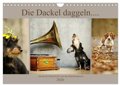 Die Dackel daggeln (Wandkalender 2026 DIN A4 quer), CALVENDO Monatskalender: durch die Dackelwelt (CALVENDO Tiere)