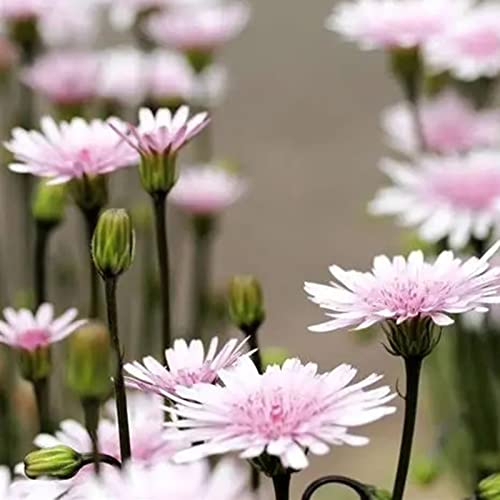 50 Teile/Beutel Chrysantheme Samen Hohe Keimung Blühende Rosa Blume Chrysantheme Samen Gartenbedarf Rosa