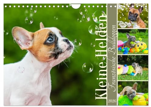 Kleine Helden - Französische Bulldoggen (Wandkalender 2026 DIN A4 quer), CALVENDO Monatskalender: Mit 13 bezaubernden Fotos der beliebten Französischen Bulldoggen (CALVENDO Tiere)