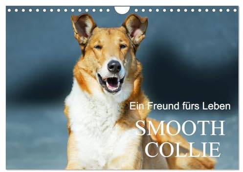 Ein Freund fürs Leben - Smooth Collie (Wandkalender 2026 DIN A4 quer), CALVENDO Monatskalender: In wunderschönen Fotos stellt uns die Tierfotografin den Kurzhaar-Collie vor (CALVENDO Tiere)