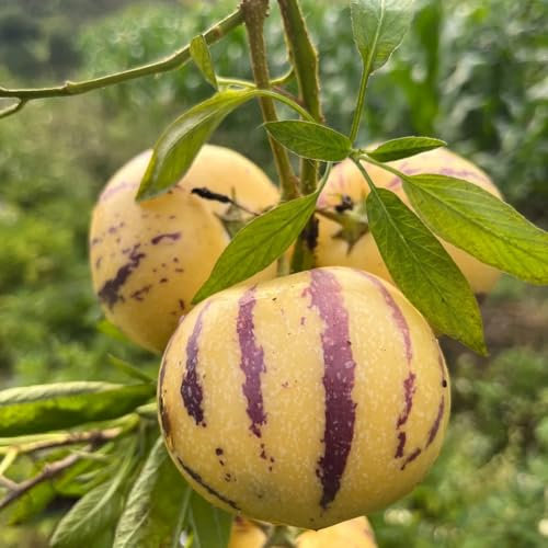 30 piezas Semillas de pera melón pepino semillas de frutas plantas de oficina semillas de plantas plantas de interior Solanum muricatum regalos sostenibles de fruta fresca para mujeres