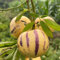 30 piezas Semillas de pera melón pepino semillas de frutas plantas de oficina semillas de plantas plantas de interior Solanum muricatum regalos sostenibles de fruta fresca para mujeres