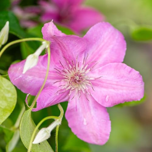 Clematis 'Bridgewater', Hardy Perennial Climber, Large Soft Pink Summer Flowers, Compact Variety for Containers or Borders, Deciduous, Pruning Group 3, 2X 3 LTR Potted Plant from Thompson and Morgan