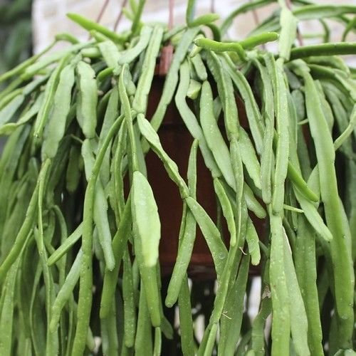 Semi Vischio Cactus (Rhipsalis Roseana) 20 semi