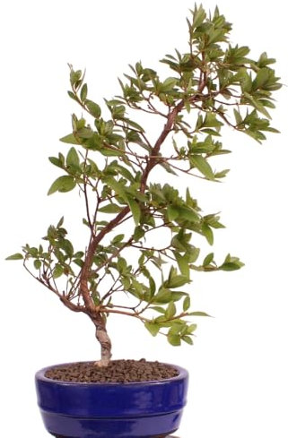 Bonsai - Jap. Satsuki Azalee 'Otomebotan', Rhododendron indicum 218/16