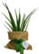 Carbeth Plants Aloe Vera Indoor Plant Gift Wrapped - Personailsed Message - Present Idea for Women, Men Friends and Loved Ones - Air Purifying Easy to Care