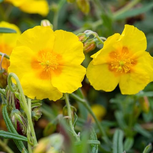 Sonnenröschen 'Golden Queen', gelb, Topf 9x9 cm, 3 Pflanzen