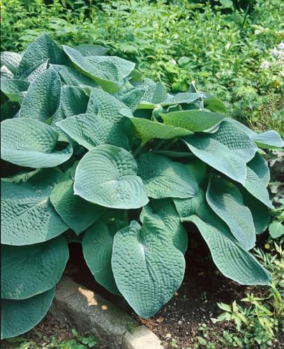 Funkie 'Green Friend Tomatoes' im Topf Hosta winterhart Bodendecker