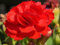 Nelke Rot Riesen Chabaud 30 Samen-, Carnation, Dianthus Samen,gefüllte,duftend