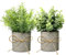 TFCIOD 2 Pièces Plantes Artificielles Interieur, Vert Plante Artificielle avec Pot, Plastique Fausses Plantes pour Deco Cuisine, Deco Bureau, Salon, Balcon (002)