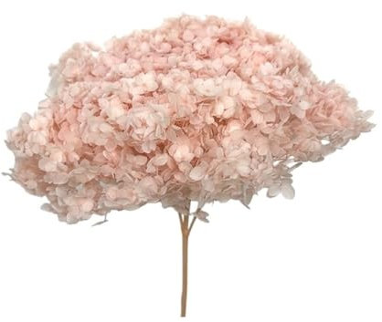 Ortensia STABILIZZATA | Vari Colori | 20x60 cm Bomboniera Allestimento Feste Cerimonie Fiori Fiore Vero (Rosa)