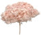 Ortensia STABILIZZATA | Vari Colori | 20x60 cm Bomboniera Allestimento Feste Cerimonie Fiori Fiore Vero (Rosa)
