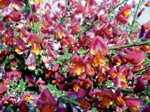 Cytisus Boskoop Ruby Garden Broom Shrubs Pack of 3 by Direct Plants