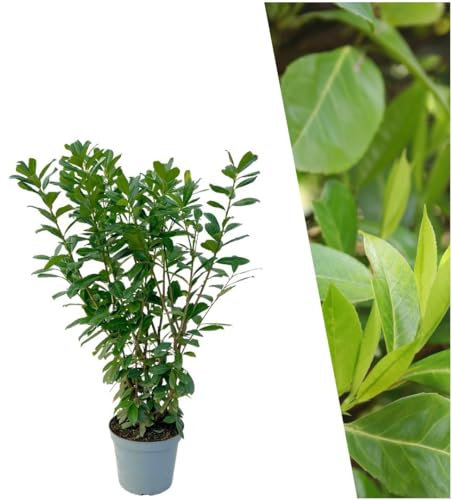 Plants by Frank | 25 Große Kirschlorbeer Pflanzen Novita für 10 laufende Meter Hecken | ↨ 100-125 cm im 12 Liter Topf | Prunus Novita | Heckenpflanzen Winterhart | Sichtschutz garten | Lorbeer Pflanze