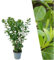 Plants by Frank | 25 Große Kirschlorbeer Pflanzen Novita für 10 laufende Meter Hecken | ↨ 100-125 cm im 12 Liter Topf | Prunus Novita | Heckenpflanzen Winterhart | Sichtschutz garten | Lorbeer Pflanze