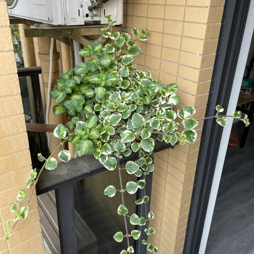 150 pcs plectranthus pflanze samen, heilkräuter samen, balkon beet indoor garden, bodendecker pflanzen kräuterbeet balkon, samen kräuterbeet für die küche, pflanzensamen blumenwiese,