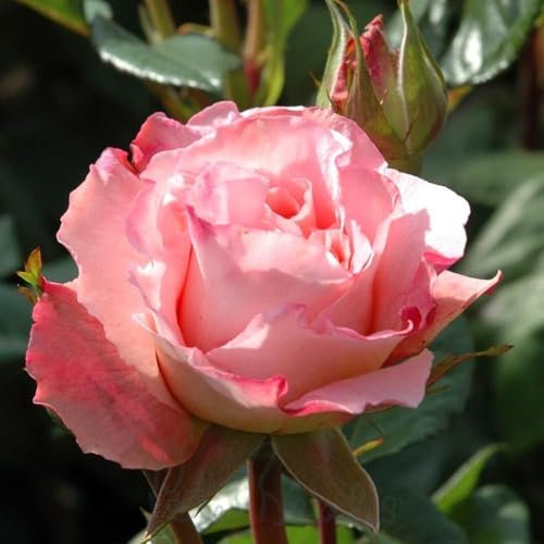 Peter Beales Roses UK Rachel Bush Rose, Pink/Cream/Peach Blooms, 90 cm Height, Fragrant Double Flowers
