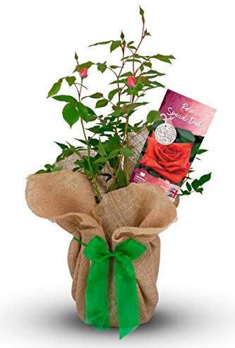 Carbeth Plants Fathers Day Rose Plant - Gardening Gifts For Men - Fantastic Wrapped Rose Gift for Fathers Day - Beautiful Dad Gardening Gifts